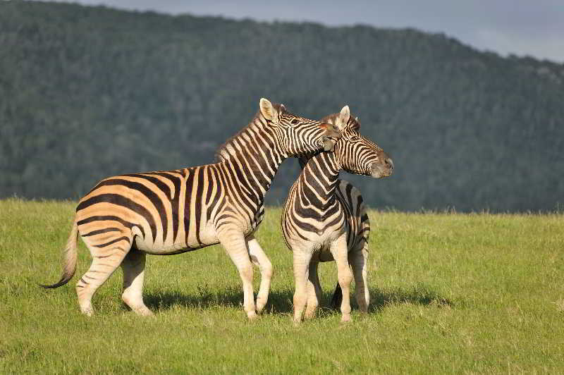 Kariega Game Reserve Bushman's River Mouth Экстерьер фото