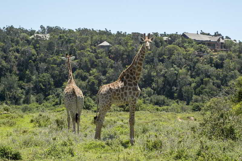 Kariega Game Reserve Bushman's River Mouth Экстерьер фото